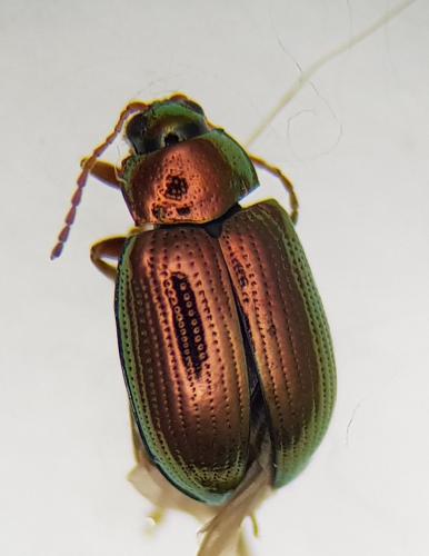 Réf. 247 683 : Crepidodera aurea